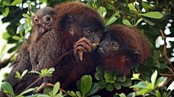 İnsanlarda Tek Eşlilik Nasıl Evrimleşti ve Bu Kadar Yaygınlaştı?