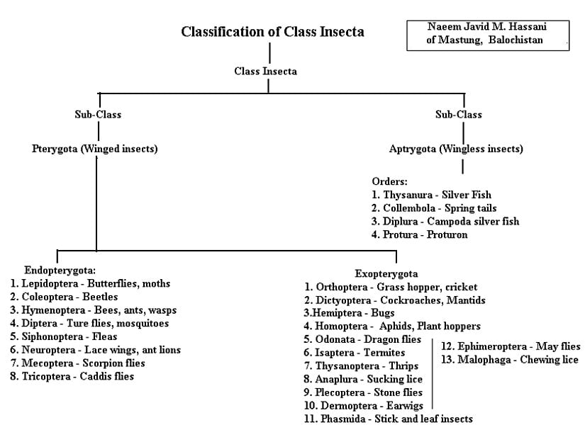 Insecta sınıfının taksonomisi.