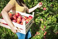 Central Pa. apple orchard listed among the best in the U.S.