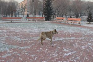 Novokuznetsk Declares Emergency Over Rising Stray Dog Attacks