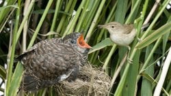 Yuvadaki Yabancı: Bir Evrimsel İhanet Hikayesi