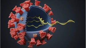 COVID-19'a Neden Olan Virüsün, Hayvandan İnsana Geçmesini Mümkün Kılan Faydalı Mutasyon Tespit Edildi!