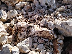 Denizden 2300 metre yüksekte bu mercan fosilinin ne işi var?