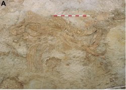 Orce'deki Antik Fil Mezarlığının Bataklık Tuzağı Olduğu Ortaya Çıktı!