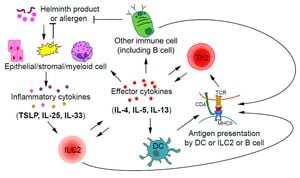 New Study Identifies Distinct Subsets Of Pathogenic Th2 Cells