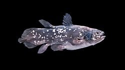 İki Sölekant Türü Arasındaki Genetik Ayrışma, İnsan ile Şempanze Ayrımından Daha Fazla!