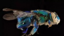 Mavi Arı diye geçiyor ama bilimsel bir adı var mı?