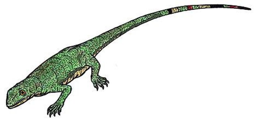 Paleothyris (Çizim)