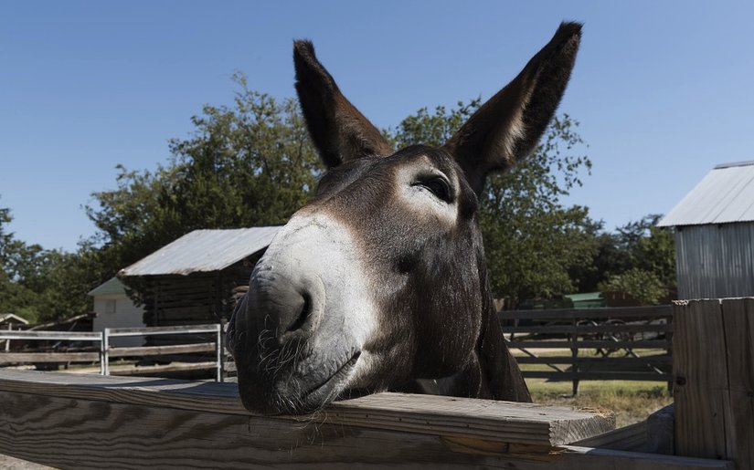 Çiftlikteki bir katır. Katırın üreme yeteneği olmamasına rağmen görüntü olarak eşeğe benziyor ve kesinlikle canlı bir hayvan.    Görsel hakları: "Katır kafası," Skeeze (genel kullanıma açık)