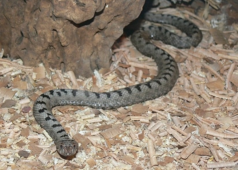 Vipera transcaucasiana (Transkafkasya Kum Engereği)