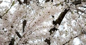 Cherry Blossoms Bloom Across Toronto And Ontario