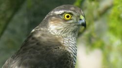 Atmaca (Accipiter nisus)