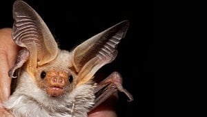 İnsan Haricinde Hangi Hayvanlar Adet Görürler?