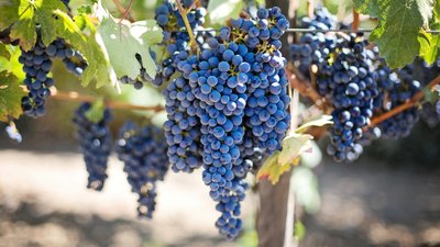 İnsanların Tarım Zararlıları ile Evrim Savaşı, Şarap Yapımında Kullanılan Üzümlere Zarar Veriyor!