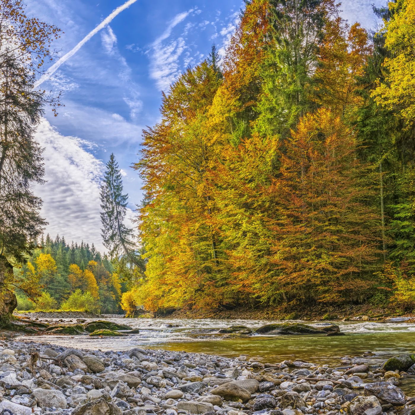 Öğrenmenin Coğrafyası: Batılılar Ağaçları Hatırlarken, Doğulular Neden Ormanı Hatırlar?