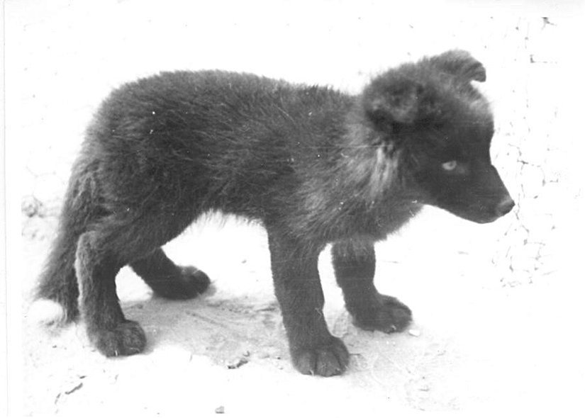 Evcil tilkiler arasında sarkık kulaklara sahip ilk tilki. Yıl 1969.