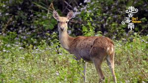 New Research Uncovers Viruses Endangering Eld's Deer On Hainan Island