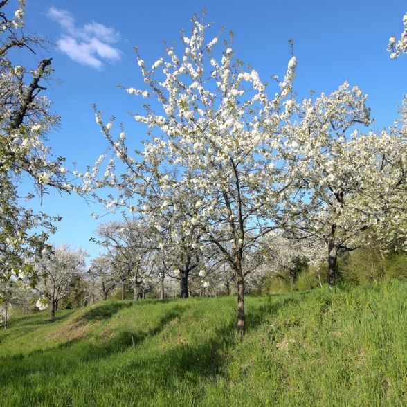 Prunus avium ağacı