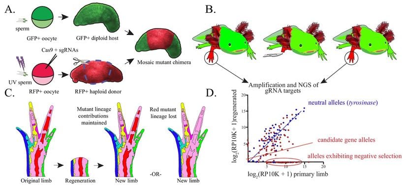 (A) Haploid-diploid kimera (İng. chimaera; birden fazla farklı genotip içeren hücrelerden oluşan tek bir organizma) oluşumunun şematiği. (B) Çocuk kimerik aksolotların orijinal ve tamamen yeniden oluşturulmuş haploid uzuvlarından DNA ekstrakte edildiğini gösteren şematik. (C) Mutant hücrelerin orijinal ve yenilenmiş uzuvlara katkısını gösteren şematik. (D) Nötr bir genin mutant alelleri; tirozinaz (mavi), orijinal ve yenilenmiş uzuvlar arasında korunur. Rejenerasyon için gerekli olan mutajenize edilmiş genler (kırmızı) alel sıklığında bir azalma veya yeniden oluşmuş uzuvdaki alellerin tamamen kaybını gösterecektir.