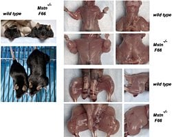Myostatin'in etkisini azaltmak mümkün mü?