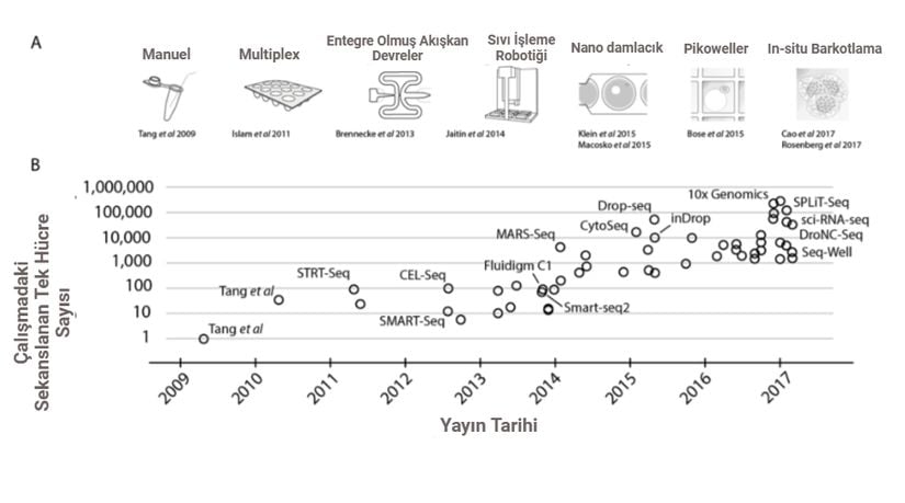 Figür 2. scRNA-seq Araştırmalarının Tarihlere Göre Ölçeklendirilmesi   (A) Deneysel ölçeklerde sıçramalara olanak tanıyan temel teknolojiler.~100 hücreye sıçrama, örnek çoklama (sample multiplexing) ile mümkün oldu; ~1.000 hücreye sıçrama, entegre sıvı devreleri (IFC'ler) kullanan büyük ölçekli çalışmalarla sağlandı ve bunu sıvı işleme robotikleri ile birkaç bin hücreye ulaşan sıçrama izledi. Daha büyük ölçek sıçramaları, nanodamla ve pikokuyu teknolojileri aracılığıyla rastgele yakalama yöntemleriyle mümkün hale geldi. Son dönem çalışmalarda ise bir sonraki ölçek sıçraması için in situ barkodlama kullanıldı. (B) Yayın tarihlerine göre, temsilci yayınlarda rapor edilen hücre sayıları. &quot;S. Valentine ve ark., 2018&quot; makalesinden alınan figür, BioRender kullanılarak uyarlanmıştır.