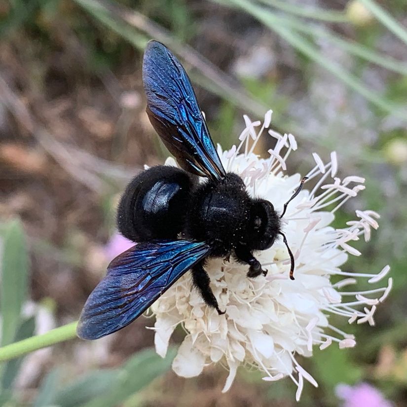 Mor Marangoz Arı (Xylocopa violacea)