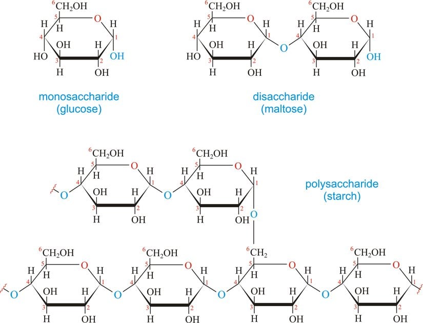 Sol üst köşede basit bir şeker (monosakkarit) olan glikoz görülüyor. Sağ üst köşede, iki şeker molekülünün bir araya gelmesiyle oluşan ve bu nedenle "ikili şeker" (disakkarit) olarak adlandırılan maltoz molekülü görülüyor. Aşağıda ise bitkilerin ana besin deposu olan, çok sayıda glikozun birbirine bağlanmasıyla oluşan, bu nedenle "çoklu şeker" (polisakkarit) olarak bilinen nişasta molekülü görülüyor.
