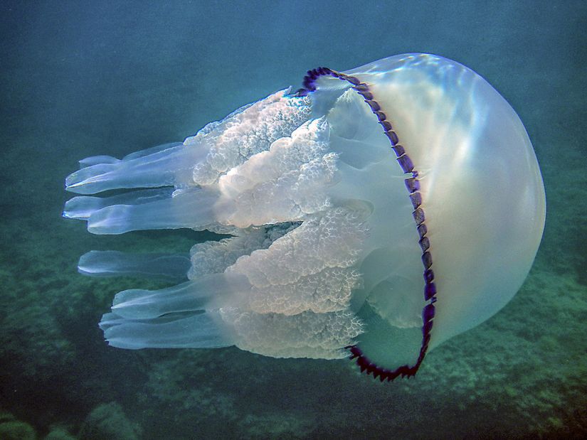 Rhizostoma pulmo