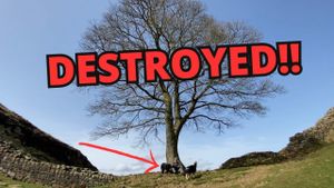 Trial Begins For Men Charged With Felling Iconic Sycamore Tree