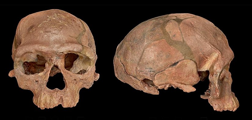 Fas'ta keşfedilen 300.000 yıllık bilinen en eski Homo sapiens kafatası. Ulusal Tarih Müzesi, Londra