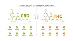 THC ve CBD tüketimi insanlara faydalı mı, zararlı mı?
