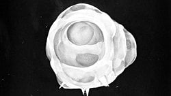 Büyük Patlama Anında Evren Ne Kadar Küçüktü?