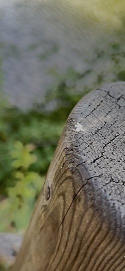 Atatürk Kent Ormanı'nda karşılaştığım bu böceğin türü nedir?