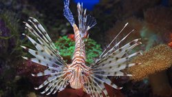 Aslan Balığı (Pterois Miles/Volitanis)