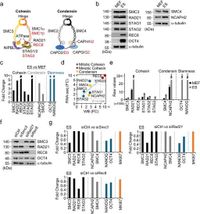 Cohesin and condensin regulate chromosome topology and play an essential role in maintaining pluripotency in embryonic stem cells - Scientific Reports