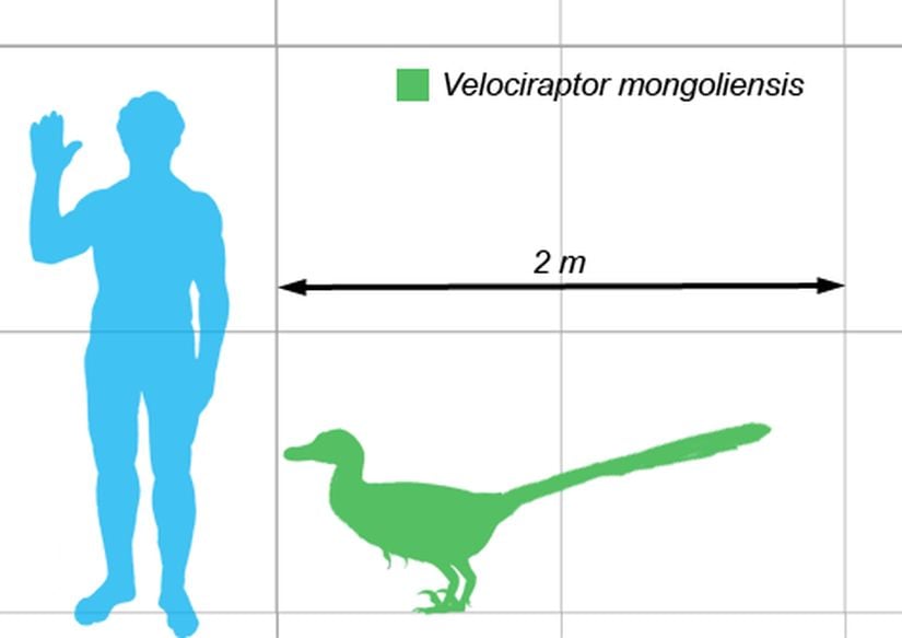 Velociraptor