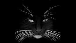 Kediler Bıyıkları Kesilirlerse Yürüyemezler mi?