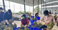 Giá sầu riêng thu mua cao nhưng hàng đạt chuẩn xuất khẩu chưa nhiều