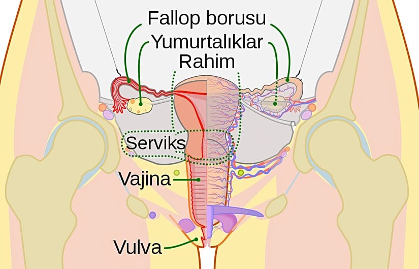 Dişi Üreme Sistemi Şeması