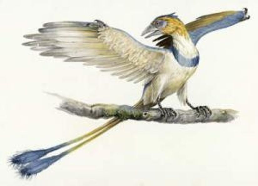 Confuciusornis