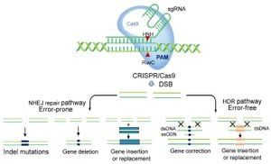 Advancements In Adenine Base Editing Through Expanded CRISPR-Cas9