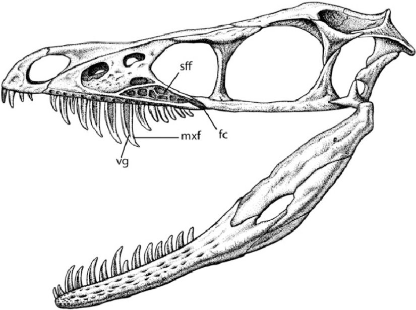 Sinornithosaurus kafatasında “sff” ile gösterilen kısım "subfenestral fossa" olarak adlandırılır ve zehir bezlerini içinde barındırdığı düşünülmekteydi.
