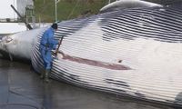 Economic turmoil extends Iceland whaling halt | International