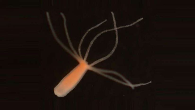 Hydra vulgaris, basit bir anatomiye sahip küçük bir Cnidarian'dır. Kyushu Üniversitesi tarafından yürütülen ortak araştırma, merkezi bir sinir sistemi olmamasına rağmen hidraların daha evrimleşmiş hayvanlarda uyku ile ilişkili moleküler ve genetik düzeyde özellikler sergilediğini ve bu da uyku ile ilgili mekanizmaların beynin evriminden önce edinilmiş olabileceğini gösterdi.