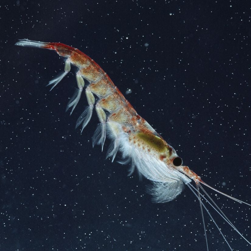 Deniz Ürünü Olan Krill