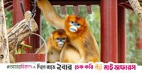 China sends endangered golden monkeys to Europe in new wave of 'animal diplomacy'