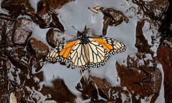 Araştırmaya Göre Yok Olma Riski Altındaki Tür Sayısı İki Kat Artarak 2 Milyona Ulaştı.