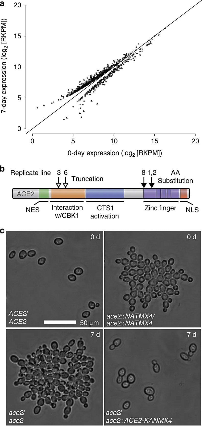 Şekil 1: (C) kısmına odaklanınız. Sol-üst karede ACE2 geninin işlevsel oldugu (mutasyona uğramamış) atasal tek hücreler görünmekte. Sağ-üst karede ise, solundaki tek hucreli atadan, ilgili gen mutasyona uğratıldığında (silindiğinde), 'kar-tanesi' yapıları benzeri biçimde, hücrelerin basitçe birbirlerine tutunduğu gözlenmekte. Alt-sol karede ise, 7 gün seçilim sonunda evrimleşmeye başlayan basit çokhücreli 'kar-tanesi' görülmekte - bu hücrelerde ACE2 geni nokta mutasyonu (DNA yeni nesile aktarım için kopyalanırken gerçekleşen hata sonucu, DNA'yı oluşturan harflerden (A, T, G, C) birinin yerine bir diğer harfin yerleştirilmesi) içeriyor. Sağ-alt kısımda ise, 7 gün sonunda evrimleşmiş soldaki yapılardan, ACE2 geni işlevli (mutasyona uğramamış) bir kopya ile değiştirildiğinde, evrimleşmiş kümeler, atasal tekhücreli yapılar gibi (tekhücreli bireyler olarak) davranmaya başlıyor.