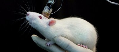 Bilim İnsanları Yapay Beyincik Yapmayı Başardı!