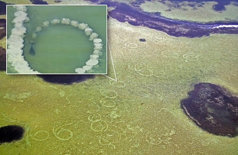 Çamur halkaları ile balıkları hapseden davranış çeşidi.